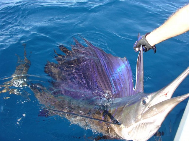 Sailfish colours